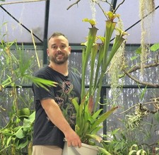 Sarracenia Oreophila X