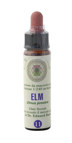 Elm princeps fiori - nr.,