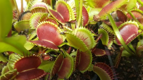 Dionaea muscipula lots of - dionaea,