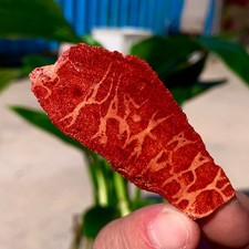 Campioni minerali marini