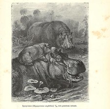 Stampa antica IPPOPOTAMO