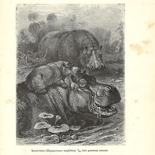 Stampa antica ippopotamo - stampa,