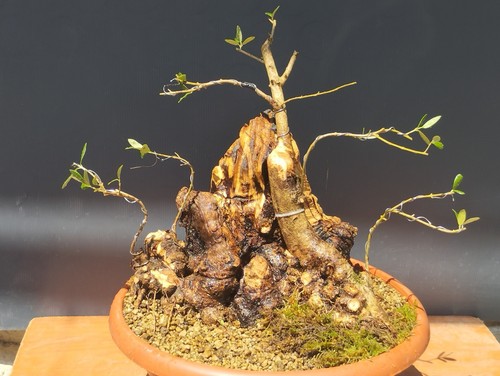 Bonsai olivastro 36x30cm - olivastro, in