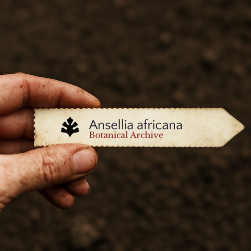 Ansellia africana seeds - ansellia, |