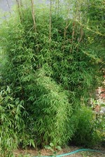 25 Semi di Fargesia South