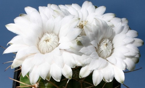 Gymnocalycium euryplereum vaso - gymnocalycium,