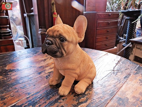 Sitting french bulldog puppy - sitting,