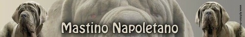 Mastino napoletano sticker - mastino,