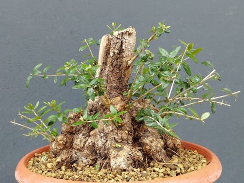 Bonsai olivastro 25x25 - bonsai, in