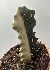 Euphorbia trigona ghost cactus - euphorbia,
