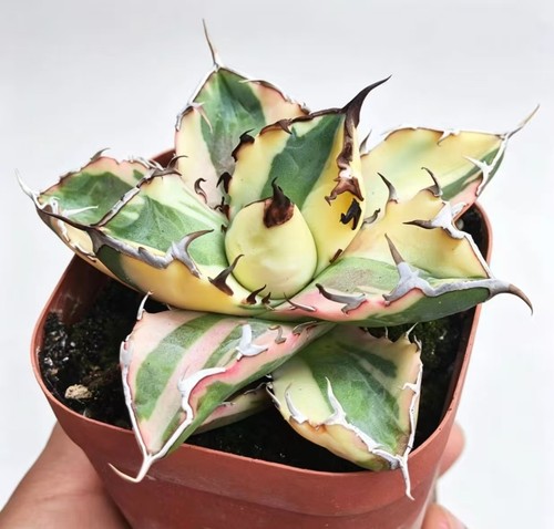 Agave titanota rinoceronte - agave,