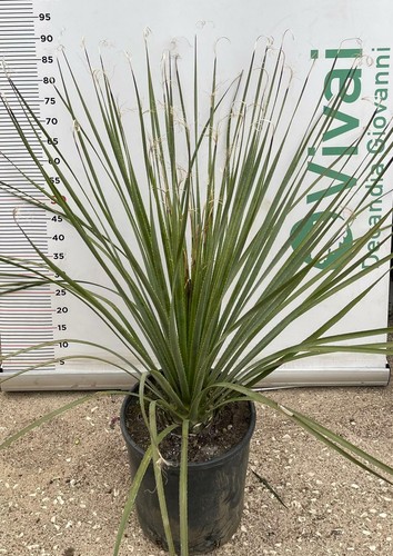 Pianta dasylirion vaso 26 - dasylirion,