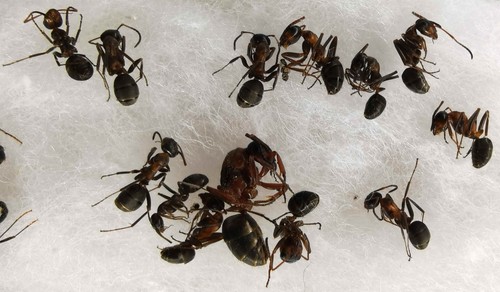 Formica cunicularia formicidae - formica,