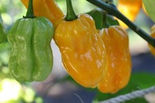 20 SEMI  DI HABANERO YELLOW- GIALLO-PEPERONCINO PICCANTE + GUIDA  - 