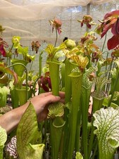 Piante Carnivore Sarracenia mix 