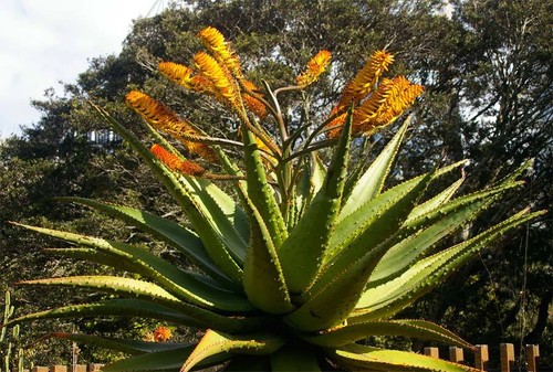 Semi aloe marlothii - aloe,