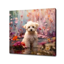 Cucciolo Maltipoo Cane In