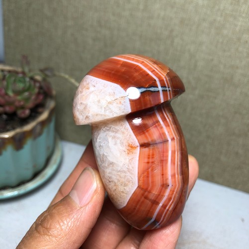 44mm raro funghi - funghi, agata