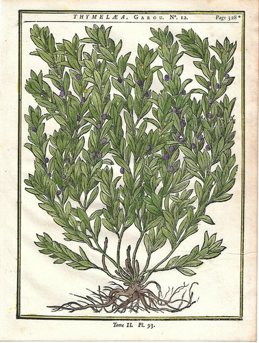 Stampa antica erbario daphne - erbario,