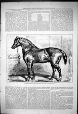 Antica vecchia stampa 1876