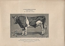 Stampa antica TORO di razza