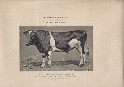 Stampa antica toro razza - stampa,