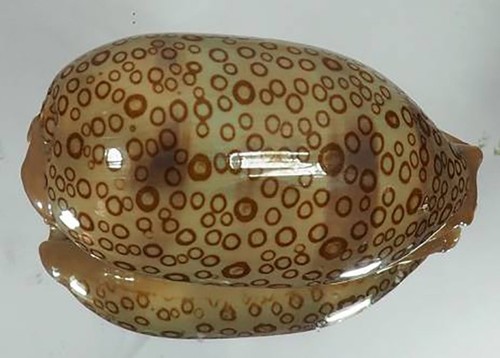 Cypraea argus top - argus,