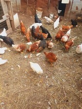 15 UOVA FECONDATE MISTE DI GALLINE OVAIOLE LIVORNESI ISABROWN AUSTRALORP FERTILI