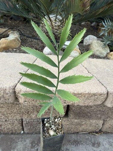 Encephalartos munchii cycad - munchii,