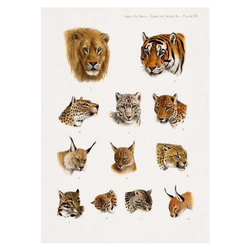 Poster vintage felini - poster,