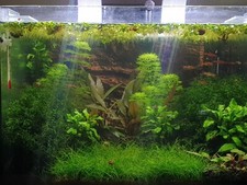 Piante acquario Limnophila Salvinia Pearl weed Weeping moss Planorbarius