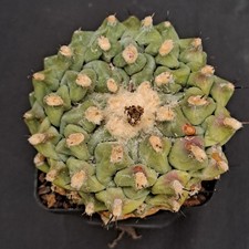 Thelocactus phymatothelos