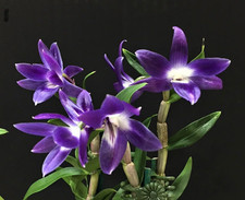 Specie di Orchidea Dendrobium