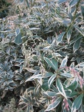Pieris japonica variegata - pieris,