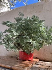 Pianta Artemisia absinthium