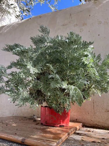 Pianta artemisia absinthium - pianta,