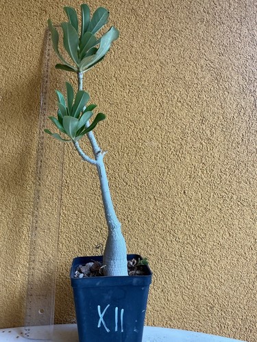 Adenium obesum slanciato