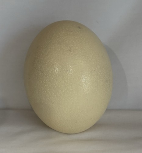 Pysanky blank ostrich egg - ostrich,