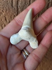 Fossili *  DENTE DI SQUALO