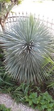 Giglio palma yucca - di,