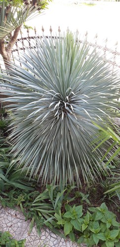 Giglio palma yucca - di,