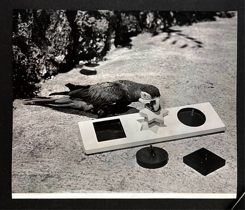 1970 parrot jungle - parrot, miami