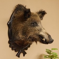Cinghiale Europeo Maschio