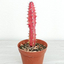 Succulent - Euphorbia Trigona