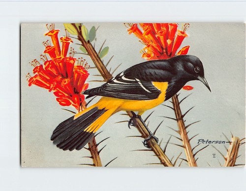Cartolina oriole scott - cartolina,