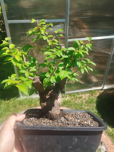 Bonsai prunus cerasifera - di,