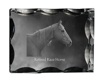 Cavallo da corsa in pensione