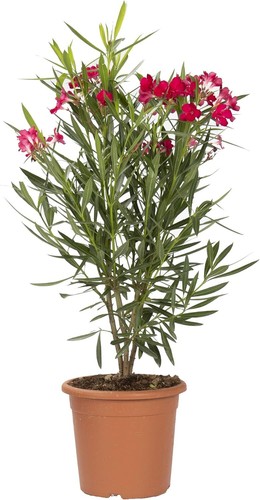 Nerium oleander rosso - oleander,