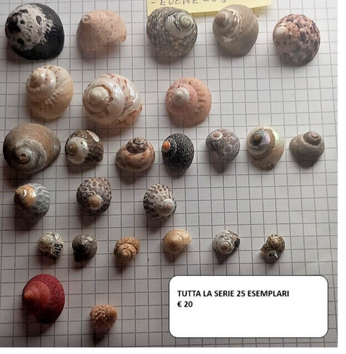 Conchiglie collezione 25 - da,