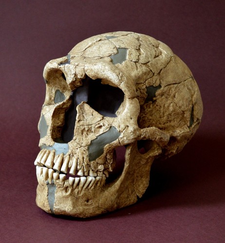 Neanderthal skull replica - neanderthal,